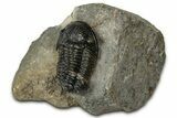 Detailed Gerastos Trilobite Fossil - Morocco #347361-1
